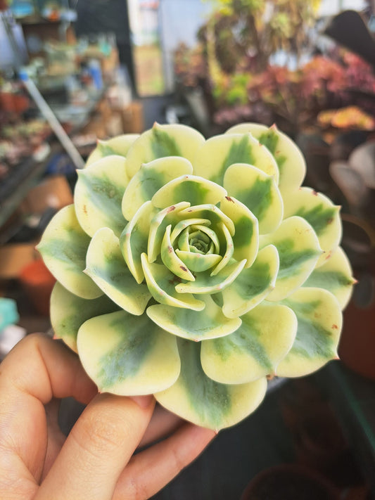 Echeveria Carousel