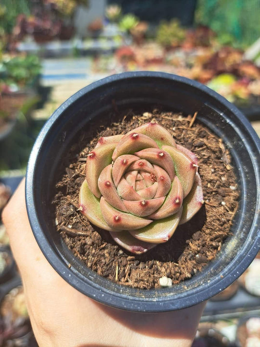 Echeveria Snowflakes Romantic