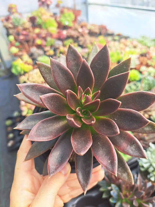 Echeveria Serrana