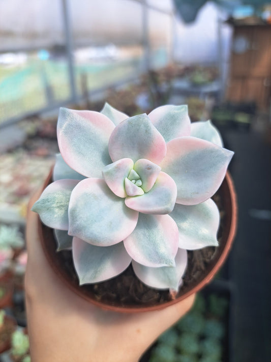 Purple Delight Variegata