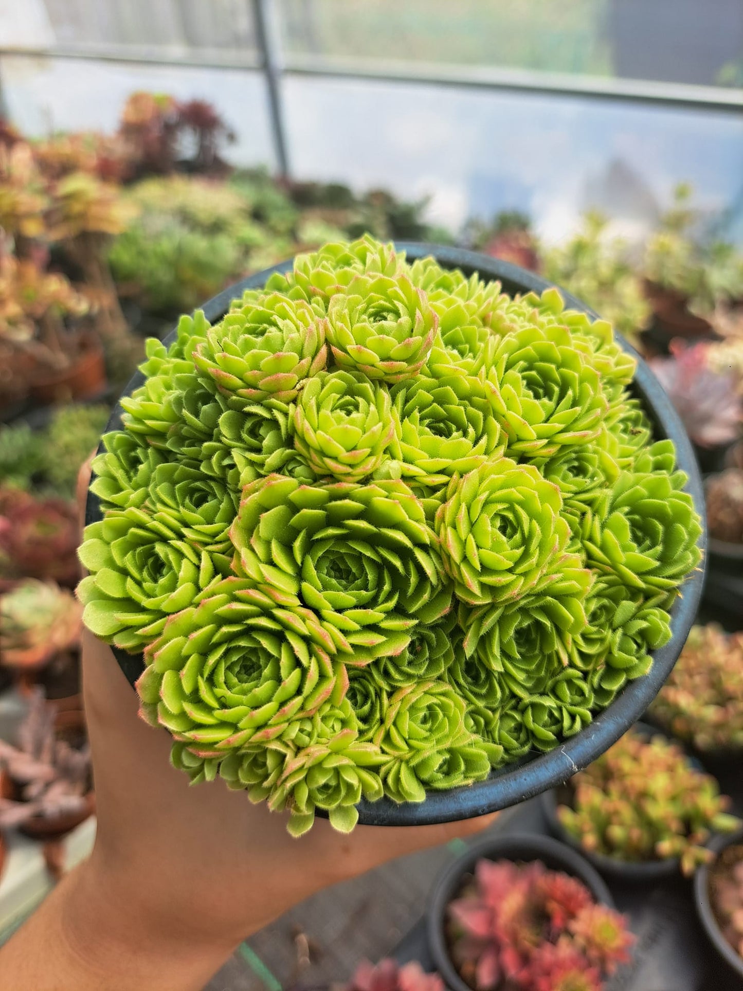 SEM CATEGORIA Rosularia Chrysanthemum