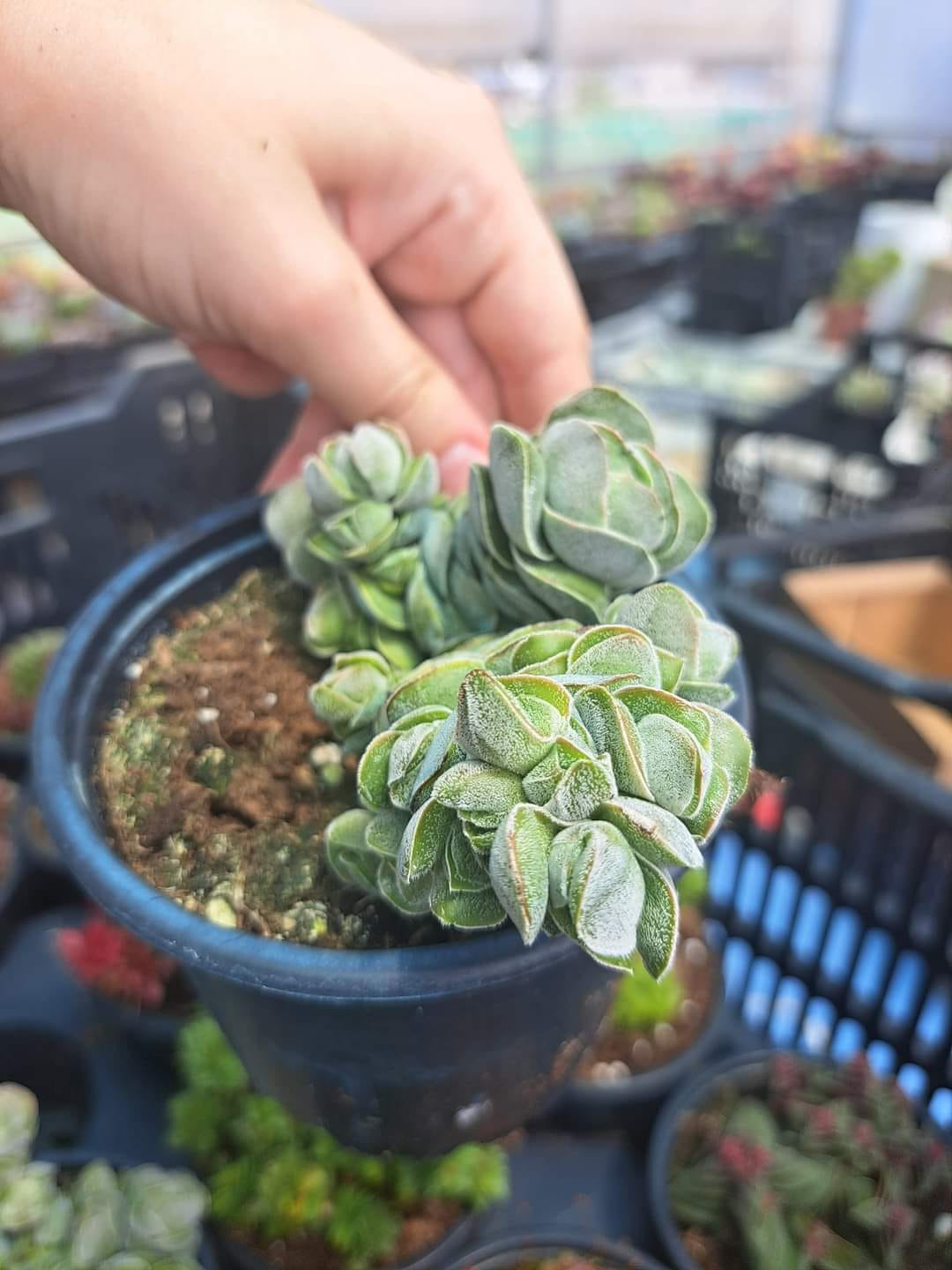 Crassula Pangolin