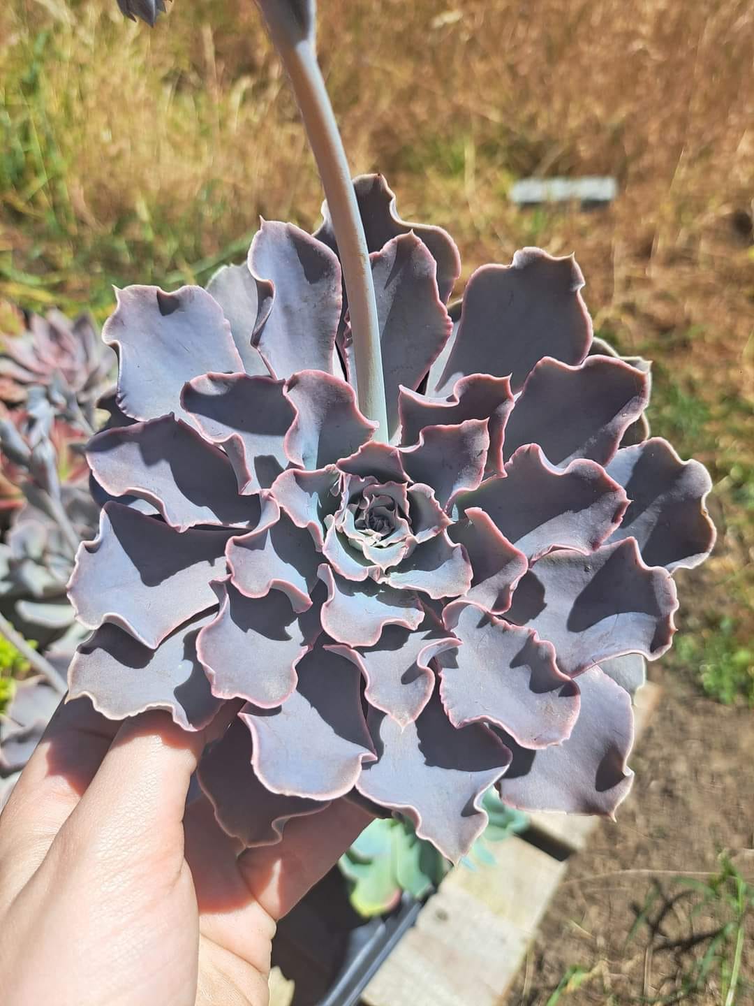 Echeveria shaviana peregrina