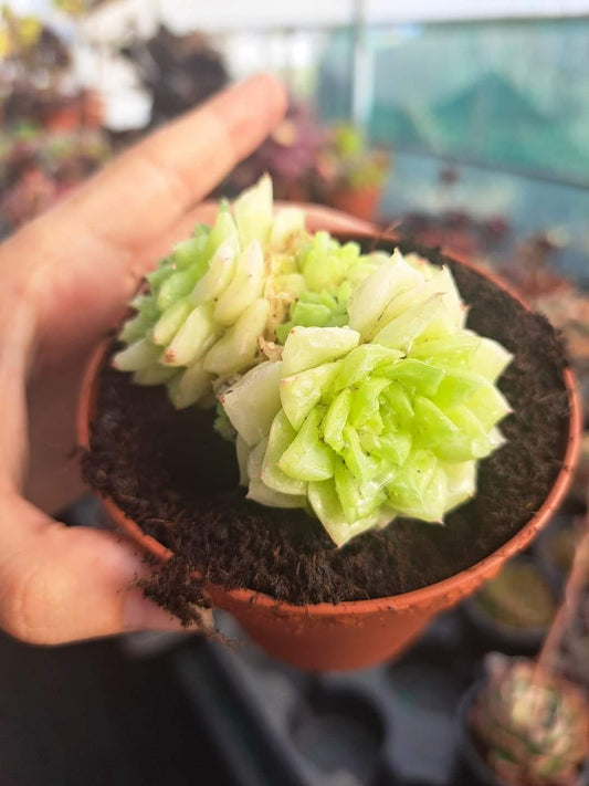 Echeveria White Swan