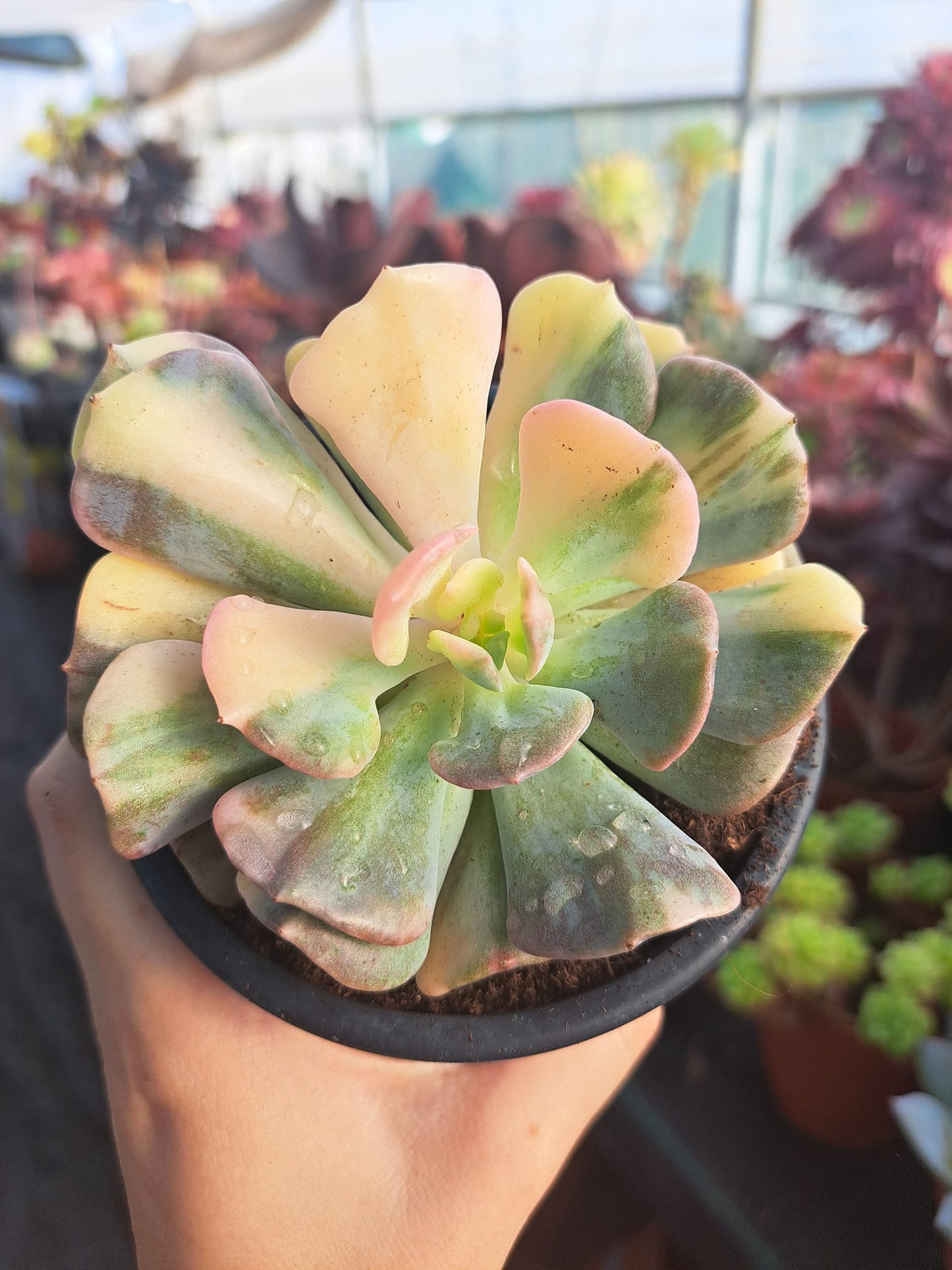 Echeveria Cubic Frost Variegata