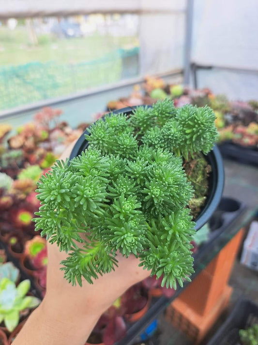 Sedum multiceps