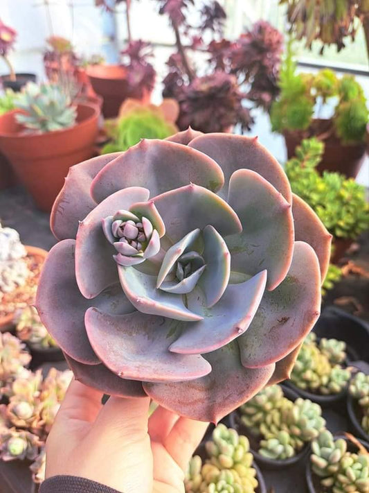 Echeveria Dusty Rose