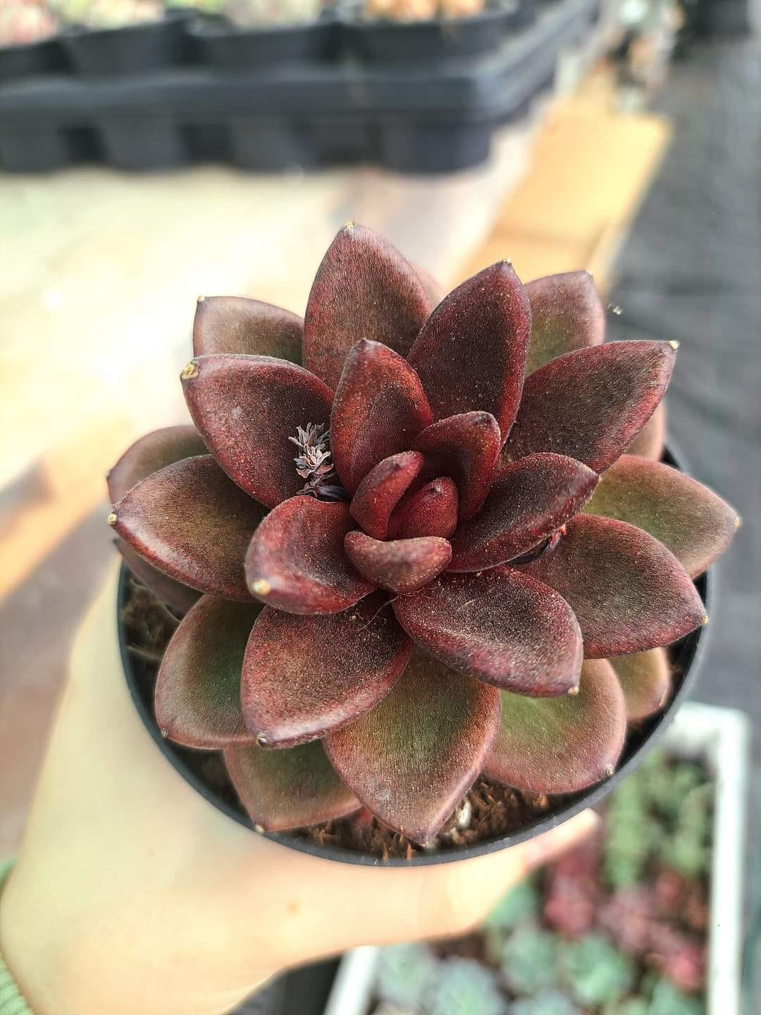 Echeveria Chocolate Rose