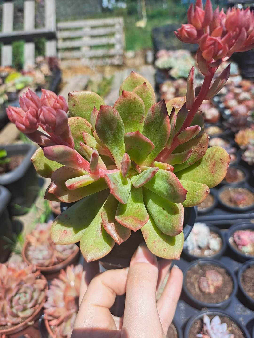 Echeveria violet queen