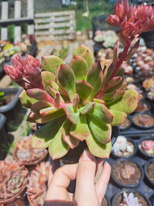 Echeveria violet queen