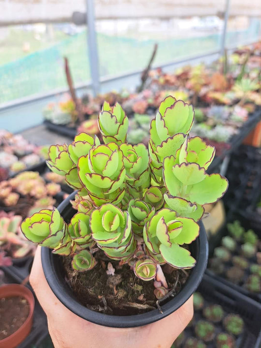 Kalanchoe laxiflora baker