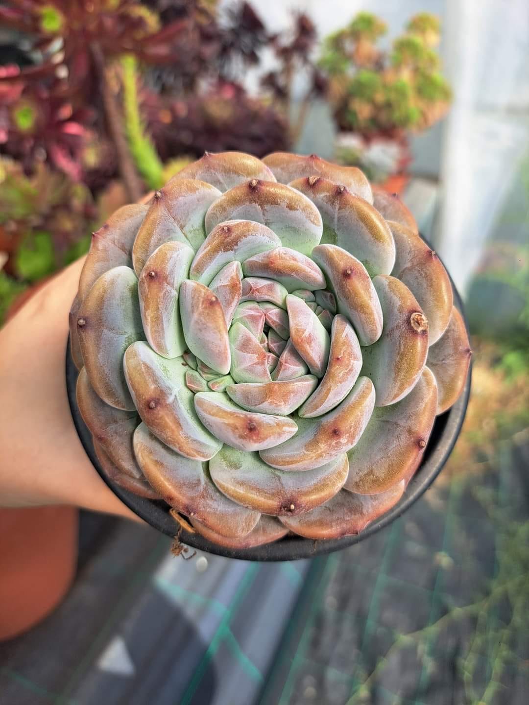 Echeveria Ice Soul