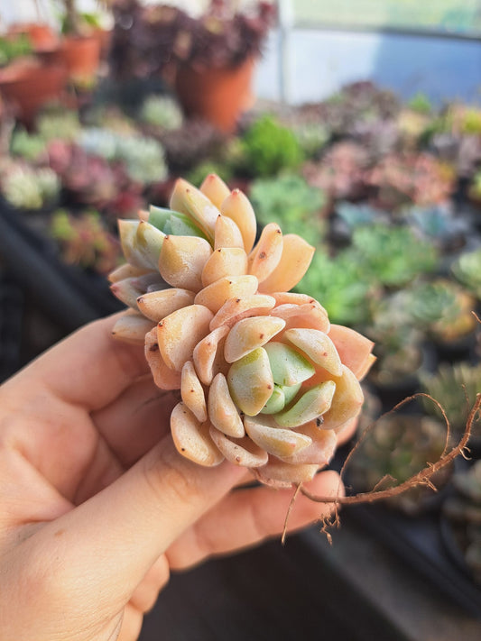 Echeveria Snow Of Dream