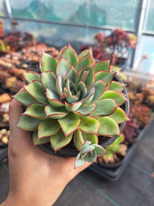 Echeveria Moon Shine