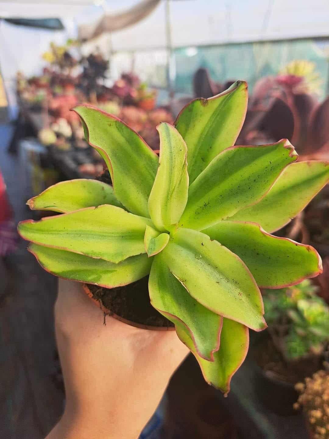 Echeveria Subrigida Variegata