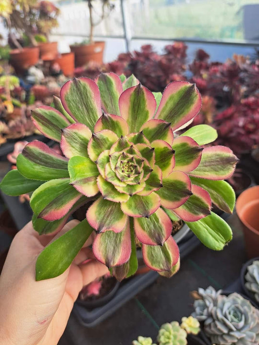 Aeonium Pink Daisy