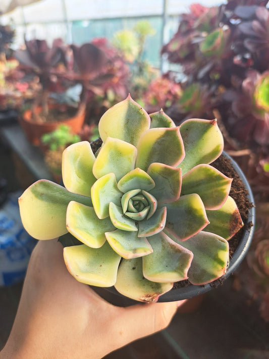 Echeveria Fiona Variegata