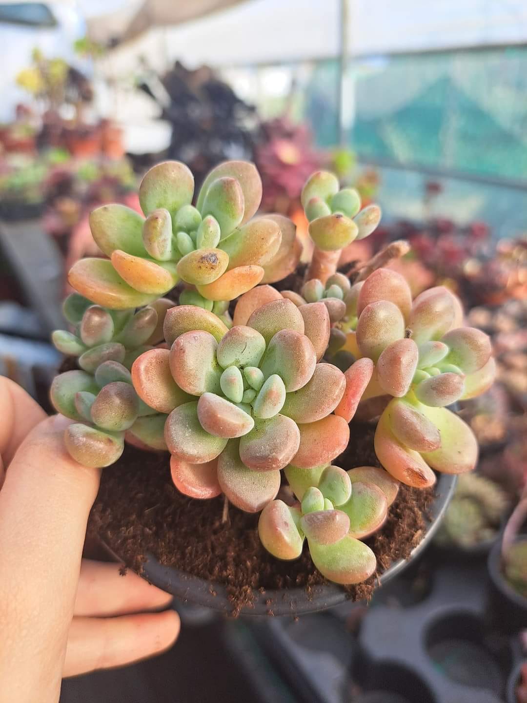 Echeveria Cream Party