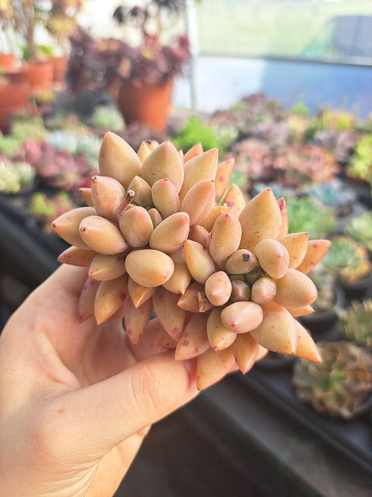 Echeveria Goldfish