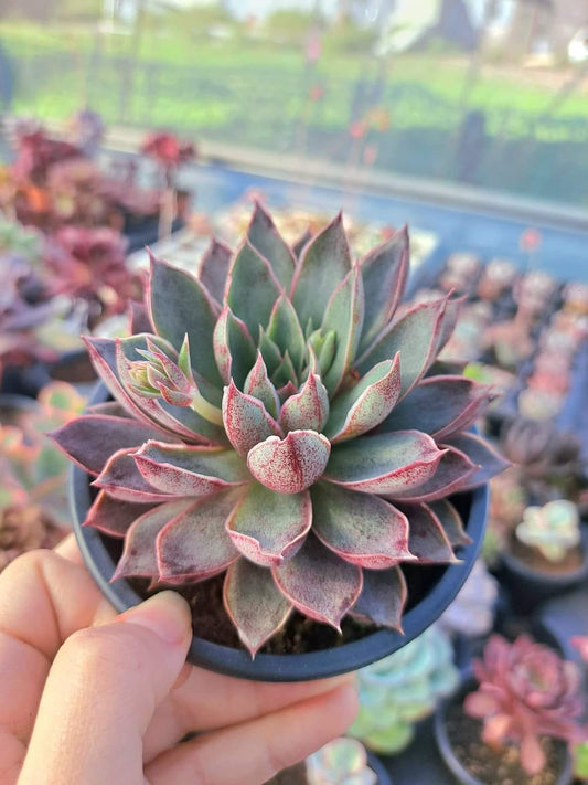 Echeveria Punnita