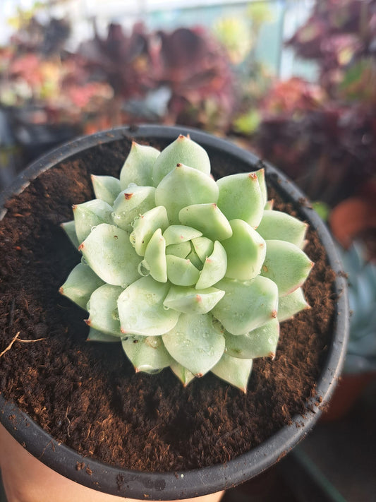 Echeveria Tippy Variegata