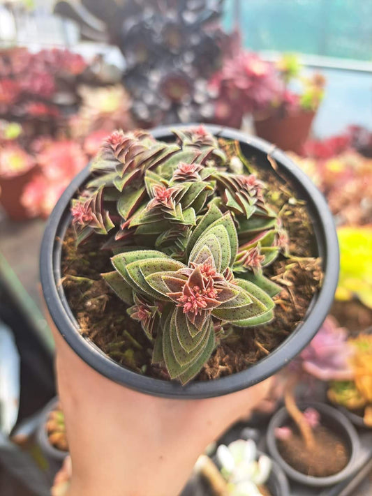 Crassula Exilis Tiger Jade