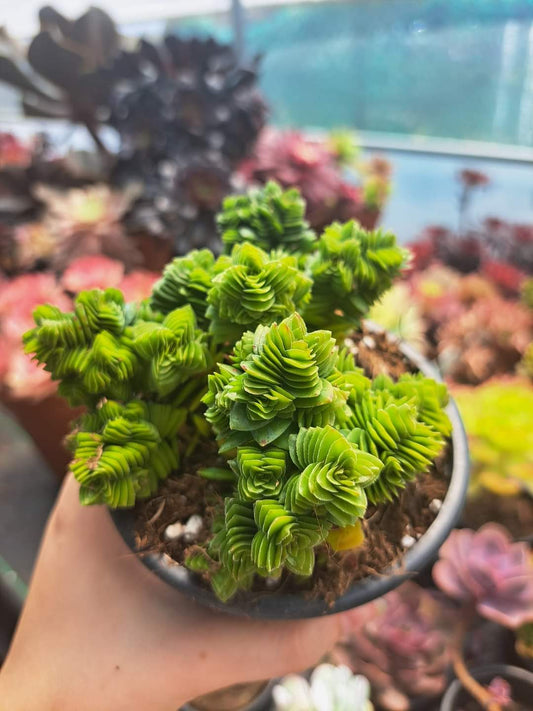 Crassula Spiralis Estagnol