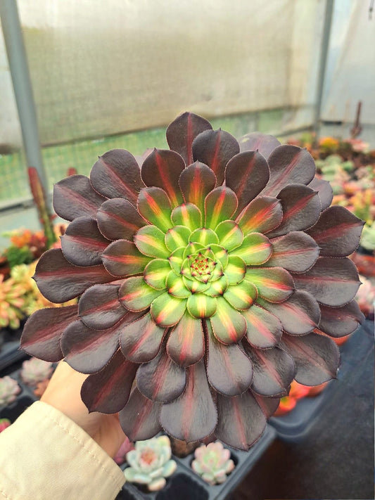 Aeonium Red flame middle variegata